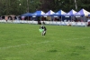dog_chow-10