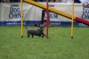 dog_chow-11