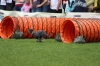 dog_chow-12