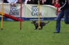 dog_chow-13