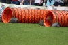 dog_chow-14