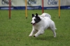 dog_chow-16