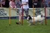 dog_chow-17