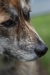 dog_chow-19