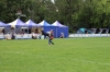 dog_chow-2