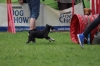 dog_chow-20