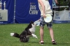 dog_chow-21