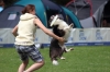 dog_chow-24