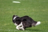 dog_chow-25