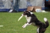 dog_chow-28
