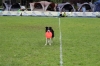 dog_chow-3
