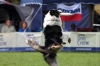 dog_chow-31