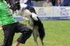 dog_chow-32