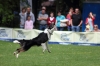 dog_chow-34