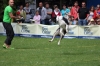 dog_chow-35