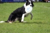 dog_chow-36