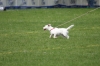 dog_chow-38