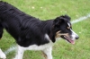 dog_chow-4