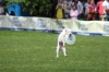 dog_chow-41