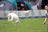 dog_chow-42
