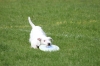 dog_chow-44