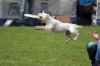 dog_chow-45