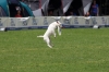 dog_chow-46
