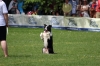 dog_chow-47