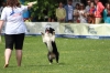 dog_chow-48