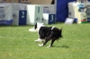 dog_chow-51