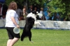 dog_chow-52