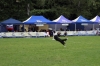 dog_chow-6