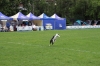 dog_chow-8