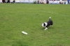 dog_chow-9