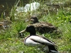 Kaczki mają relaks