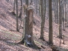 okolice_lysej_gory_1